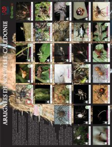 Poster des araignées de Nouvelle-Calédonie (2020)