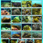 Poster des coraux de Guadeloupe (2015)