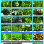 Poster des plantes du littoral de Guadeloupe (2016)